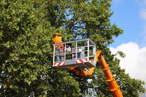 Tree Branch Trimming in Grover, WY